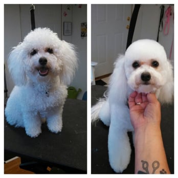 Grooming By Dorothy Wilson - Pet Groomers Near Me Grooming By Dorothy Wilson - Pet Groomers Near Me