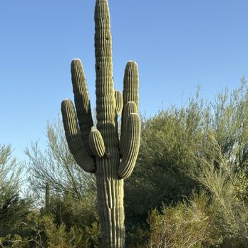 Desert Botanical Garden - Botanical Gardens Near Me - Phoenix, Arizona