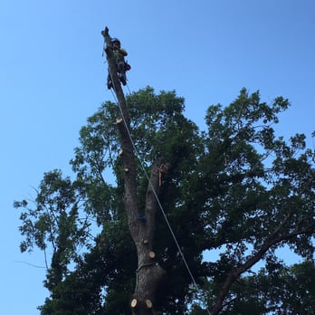 Phillips Family Tree Care - Tree Services Near Me Phillips Family Tree Care - Tree Services Near Me