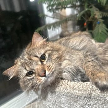Second Hand Siamese 2 Rescue - Pet Adoption Near Me