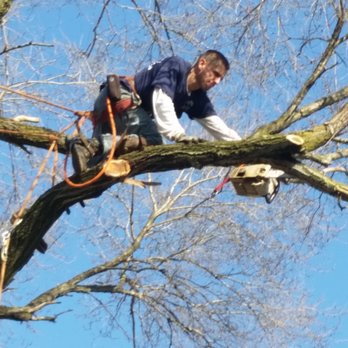 Ralphs Tree Service - Tree Services Near Me Ralphs Tree Service - Tree Services Near Me