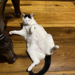 Lakeway Animal Clinic - This is Pepper and she is a hot mess.  She is blind in one eye and loves her food bowl way too much.