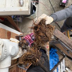 Streamline Drains & Pipelines NSW Pty Ltd - Tree Roots found in the Stormwater Pipe