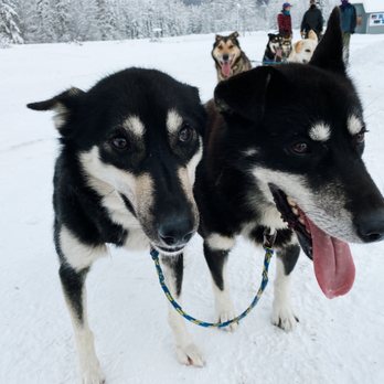 Chena Outdoor Collective - Lead husky's! These two are super smart and super sweet - Walking Tours Near Me - Fairbanks, Alaska