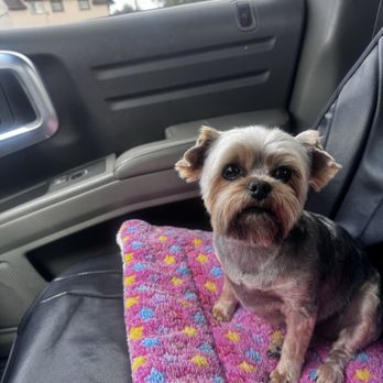 Lucky Dog Salon - Hunny the Yorkie Loves her new haircut! - Pet Groomers Near Me - Nampa, Idaho Lucky Dog Salon - Hunny the Yorkie Loves her new haircut! - Pet Groomers Near Me - Nampa, Idaho