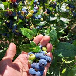 Highland Valley Berry Farm