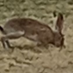 WILLIAM P. CLEMENTS UNIT - 9601 Spur 591, Amarillo, Texas - Jails