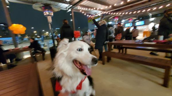 Bark Social by null