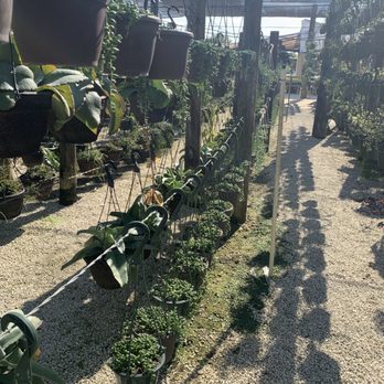 Isaac Farms - Beautiful hanging succulents - Nurseries & Gardening Near Me - Miami, Florida Isaac Farms - Beautiful hanging succulents - Nurseries & Gardening Near Me - Miami, Florida
