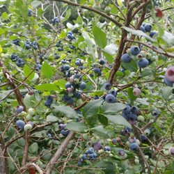 Crabtree's Blueberries - Look at those beautiful blueberries!