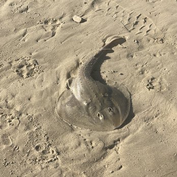 Pismo State Beach - April 10, 2025 - Ray or Skate, not sure which. - Beaches Near Me - Oceano, California Pismo State Beach - April 10, 2025 - Ray or Skate, not sure which. - Beaches Near Me - Oceano, California