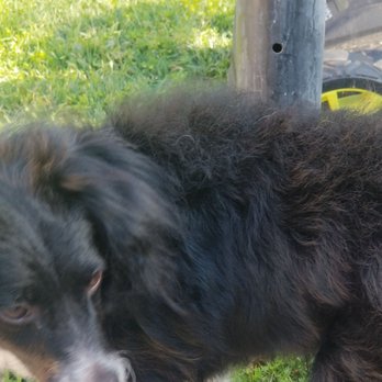 Magnolia Grooming - Took him outside...looks like he got electrocuted - Pet Groomers Near Me - Reseda, California Magnolia Grooming - Took him outside...looks like he got electrocuted - Pet Groomers Near Me - Reseda, California