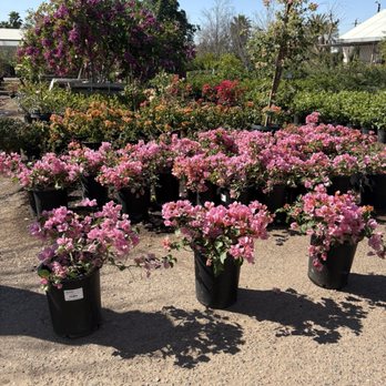 Whitfill Nurseries - Bougainvillea I can't stop thinking about - Nurseries & Gardening Near Me - Phoenix, Arizona