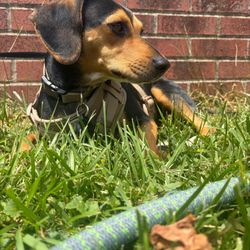 Animal Alliance NJ