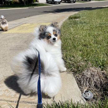 Plush Puppy Dog Grooming - Pet Groomers Near Me - Galt, California Plush Puppy Dog Grooming - Pet Groomers Near Me - Galt, California