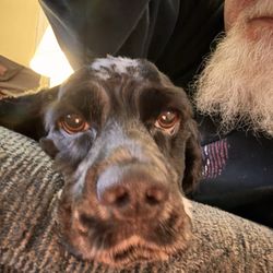 Woof & Whisker Inn