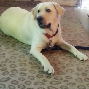 petsmart vet strawberry hill