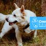 Photo of Creative Canine Solutions
