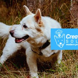 Creative Canine Solutions
