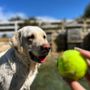 Photo of Fetch Me Later
