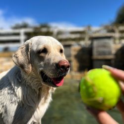 Fetch Me Later - Mille LOVES pool and fetch time !