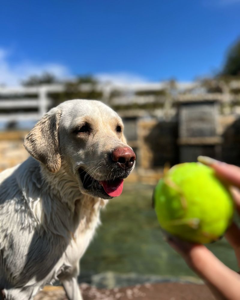 Fetch Me Later - pet boarding facility in McKinney, TX