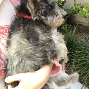 Savvy Mobile Grooming - Cleo with her long hair. Was so hard to maintain. - Pet Groomers Near Me Savvy Mobile Grooming - Cleo with her long hair. Was so hard to maintain. - Pet Groomers Near Me