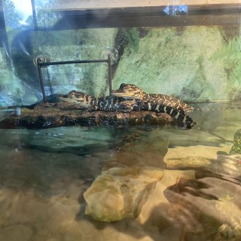 Tibet-Butler Preserve - Alligators - Parks Near Me - Orlando, Florida Tibet-Butler Preserve - Alligators - Parks Near Me - Orlando, Florida