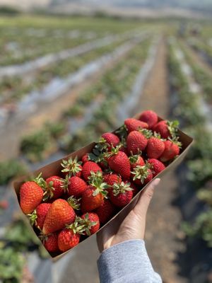 Blue House Farm Strawberry U-Pick and Farmstand by null