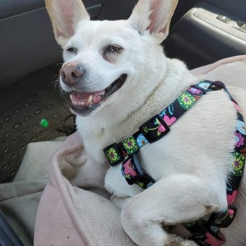 Coast Veterinary Services - Ms. Olivia - Veterinarians Near Me - Scotts Valley, California Coast Veterinary Services - Ms. Olivia - Veterinarians Near Me - Scotts Valley, California
