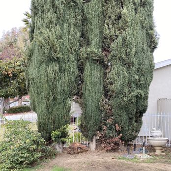 A1 Tree Care - Before - Tree Services Near Me A1 Tree Care - Before - Tree Services Near Me