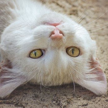 Pet Supplies Plus Mobile - Henry is on strike until he gets a fresh supply of catnip. - Pet Stores Near Me - Mobile, Alabama Pet Supplies Plus Mobile - Henry is on strike until he gets a fresh supply of catnip. - Pet Stores Near Me - Mobile, Alabama