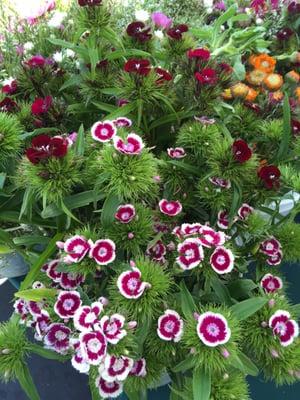 Temescal Farmer's Market by null