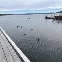 Rotorua War Memorial Park - Black swans on the water