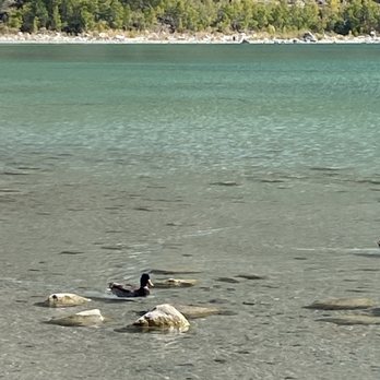 June Lake - Ducks - Lakes Near Me