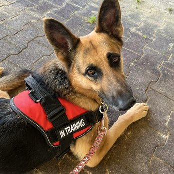 Bar K9 Dog Training - Alya ready to work. - Pet Training Near Me Bar K9 Dog Training - Alya ready to work. - Pet Training Near Me