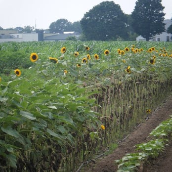 Morris Farm - rows of sunflowers in a field - Farmers Market Near Me - Warwick, Rhode Island