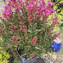 Crowley Nursery & Gardens - Endless Crepe Crape Myrtle. Grow 4 tall by 10 wide or 10 tall by 4 wide.  Dark leaves long blooming.