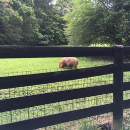 Happy pig