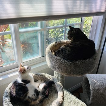 Dirty Little Paws Rescue - Fast friends - Pet Adoption Near Me