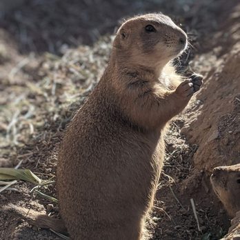 Phoenix Zoo - Prairie Dog - Zoos Near Me - Phoenix, Arizona Phoenix Zoo - Prairie Dog - Zoos Near Me - Phoenix, Arizona