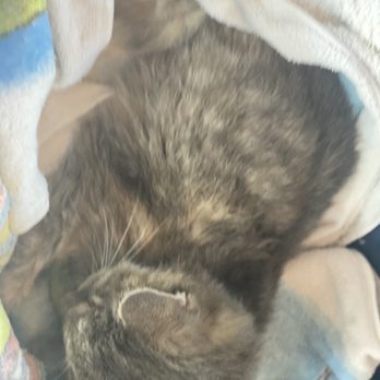 VEG ER for Pets - Tulula - Emergency Pet Hospital Near Me - White Plains, New York VEG ER for Pets - Tulula - Emergency Pet Hospital Near Me - White Plains, New York