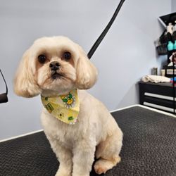 Tesslan Dog Spa