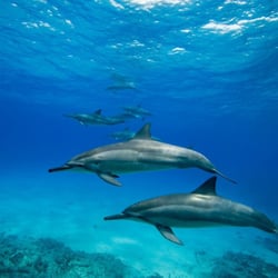 Wahine Charters - Swim responsibly with Wild Dolphins.