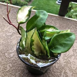 Hoya Crimson Princess