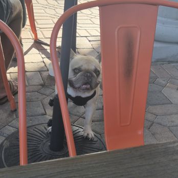 Beach Hut Deli - There are a lot of friendly dogs, like this guy. - Sandwiches Near Me - Dana Point, California
