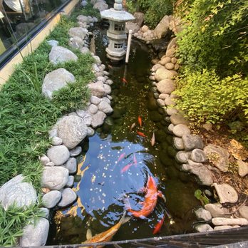 Golden Wok - Coy pond - Dim Sum Near Me - San Antonio, Texas