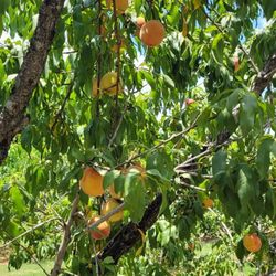 Gemini Peach and Rose Farm - Trees were loaded