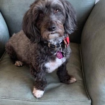 LA Love & Leashes - Teddy! He's the best dog ever! - Animal Shelters Near Me - Los Angeles, California