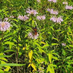 Cobus Creek County Park